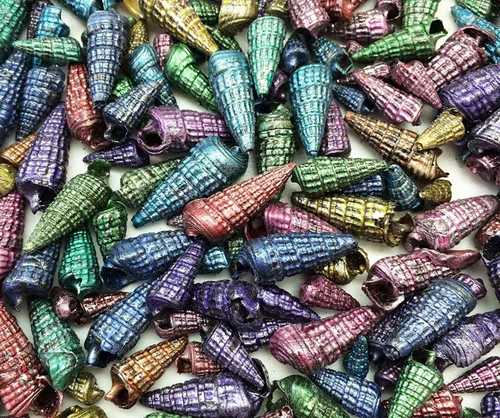 Vista 14 de PEPPERLONELY Conchas marinas teñidas de colores surtidos, 5 onzas, tamaño 1/4 pulgada