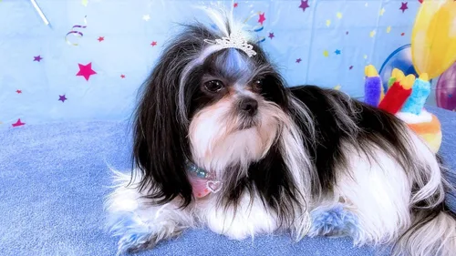 Vista 7 de PET SHOW 1 unidad/paquete de pinzas para el pelo de tiara para perro, lazos para perros pequeños, disfraz de diamantes de imitación de cristal