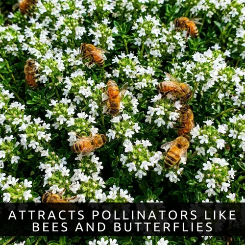 Vista 4 de 1000pcs/bag Creeping Thyme White Seeds Cubierta de tierra perenne para el jardín casero
