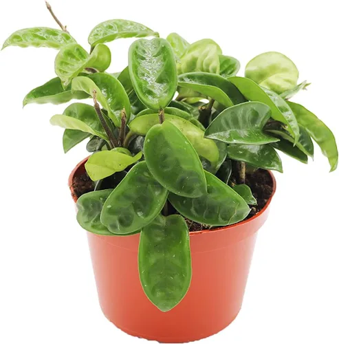 Vista 12 de Hoya Crimson Princess - 6'' de California Tropicals