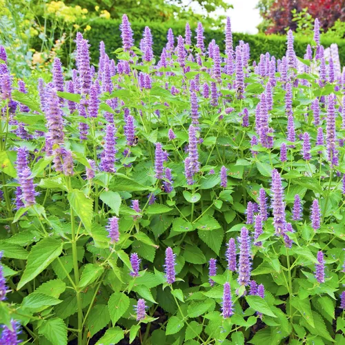 Vista 2 de Hyssop Purple Giant 2000 Seeds (Agastache Rugosa) Heirloom - Open Pollinated