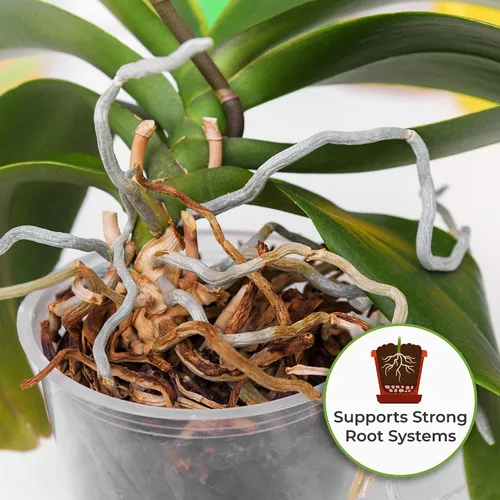 Vista 3 de Perfect Plants Fertilizante líquido para orquídeas de 8 oz. Alimento vegetal para todas las variedades epífitas Fomenta la repetición de auges