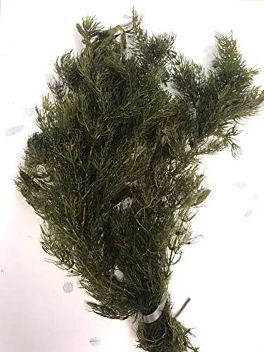 Vista 2 de Aquarium Plants Discounts - Plantas oxigenantes de estanque