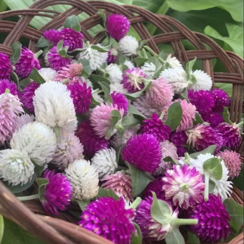 Vista 3 de Globo Amaranto Gomphrena Globosa Mix Gomphrena Bola de Pompón Esférica Botón de Soltero 35+ Semillas