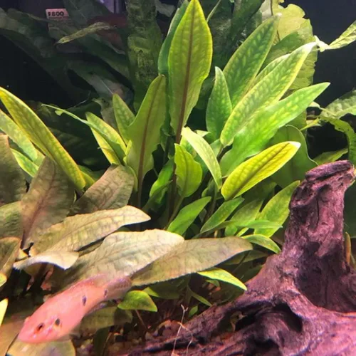Vista 4 de Cryptocoryne Mioya On Driftwood Planta de acuario vivo Decoraciones tropicales de agua dulce