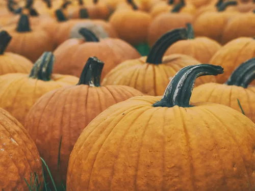 Vista 3 de Park Seed Capitán Jack - Semillas de calabaza híbridas – Variedad gigante en forma de barril alto para tallar, hornear y exhibiciones de otoño