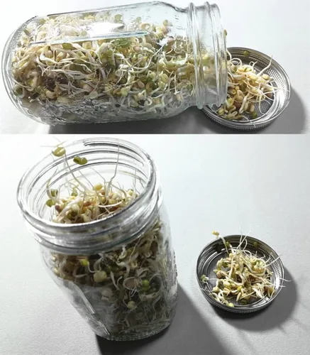 Vista 5 de Sprout Sprouting Mesh Strainer Shaker Tapas Kit para Tarro Mason Tapa Plata 2 Pack