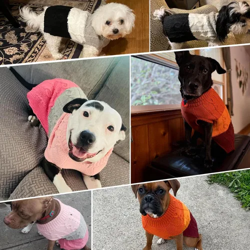 Vista 8 de EXPAWLORER Suéter para perro con agujero para correa, suéteres de otoño para perros pequeños para niñas y niños, ropa clásica de punto de cuello