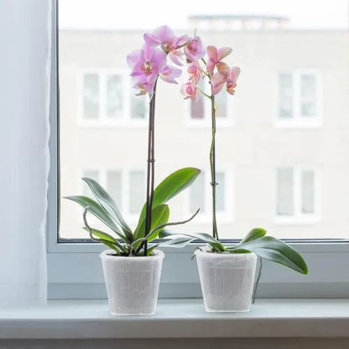Vista 5 de WWahuayuan Juego de 12 macetas de orquídeas transparentes de plástico ranurado transpirable con orificio de drenaje, macetas decorativas