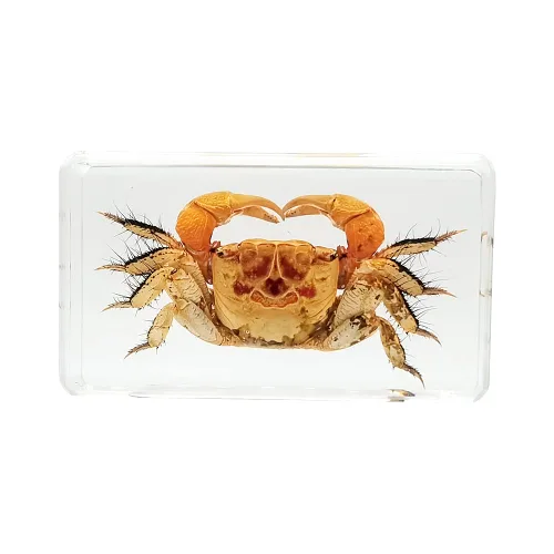 Vista 8 de Especímenes reales de insectos de escarabajo de cuernos largos en manualidades de pisapapapeles, colección de taxidermia de animales para educación