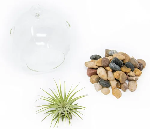 Vista 2 de Impresionante kit de terrario de planta de globo de fondo plano, pequeña planta de aire surtida, piedras beige en tarro de propagación, maceta
