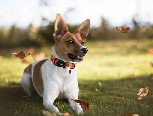 Vista 59 de DOGWONG Collar para perro de San Valentín, collar ajustable de algodón con corazón de caramelo azul, perfecto para perros pequeños a medianos