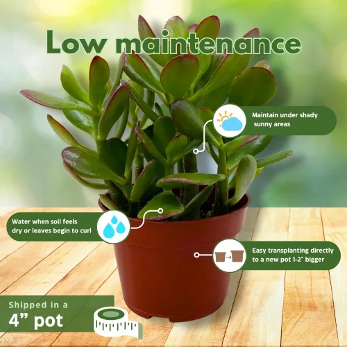 Vista 5 de BubbleBlooms Suculenta de jade en una maceta de 4 pulgadas Crassula ovata