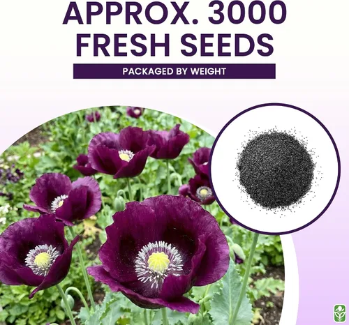 Vista 3 de Purple Grape Poppy Seeds - Amapola alta con marcas negras - 3000 semillas
