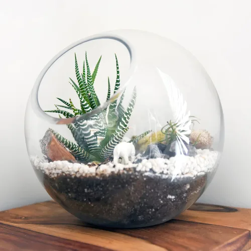 Vista 2 de Zerodeko 3 piezas de terrario de vidrio globo tazón terrario floral contenedor de burbujas transparentes plantador hidroponía maceta de vidrio