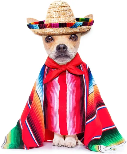 Vista 3 de Geyoga 12 piezas mini sombrero de fiesta mexicano paja natural fiesta cinco de mayo sombreros de carnaval decoración de mesa disfraz para mascotas