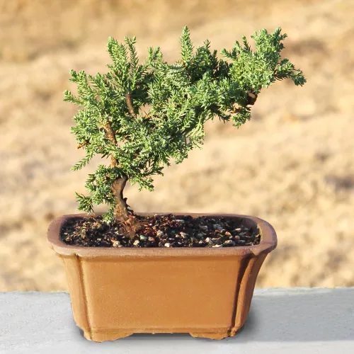 Vista 5 de Brussel's Bonsai - Árbol bonsái vivo de enebro pequeño