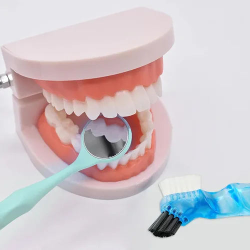 Vista 5 de Modelo de dientes dentales con cepillo de dientes dental, modelo de dientes estándar para cepillar, demostración de modelo de boca de dentadura