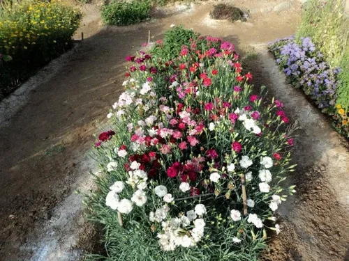 Vista 6 de Semillas Clavel Shabo Mix Flores Bienales para Plantar