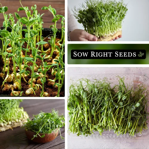 Vista 4 de Sow Right Seeds - Semilla de microverde de germinación de germinación de guisantes para el cultivo - Instrucciones para cultivar rápidamente tus