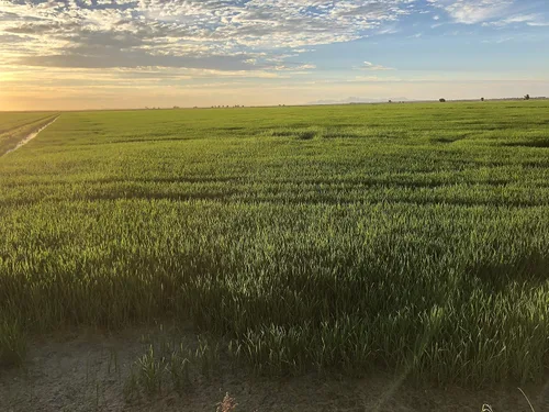 Vista 4 de Aceite de salvado de arroz, totalmente natural, hecho de arroz 100% sin OMG, rico en vitamina E y gamma-oryzanol, sin filtrar, sin invierno, sin