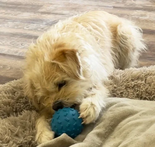 Vista 4 de Desafiante bola dispensadora de golosinas para cerdos, lechones, perros, conejos, gatos y otros animales pequeños, estimulación mental y diversión