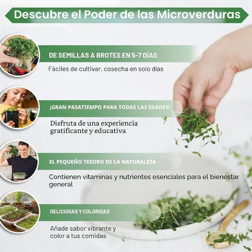 Vista 4 de Organo Republic Semillas de Rúcula para Germinación y Microgreens - Kit de Semillas de Brotes Sin OGM, Reliquia, Bolsa Resellable de 1 libra