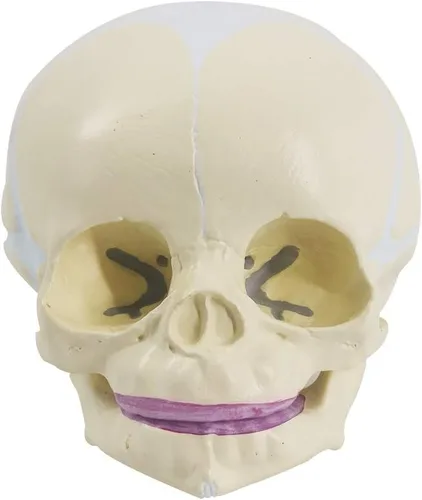 Vista 2 de EVOTECH SCIENTIFIC Modelo de cráneo infantil humano, modelo de cráneo de anatomía fetal de tamaño real para enseñanza médica, herramienta
