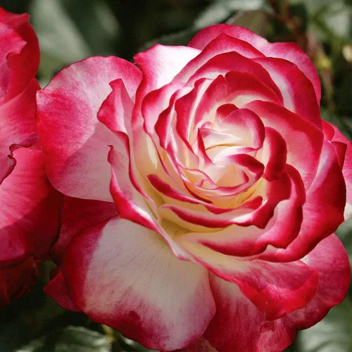 Vista 3 de Rosas de reliquia Grandiflora, planta de raíz propia viva para jardín al aire libre, Cherry Parfait™, ligeramente fragantes, zonas de rusticidad