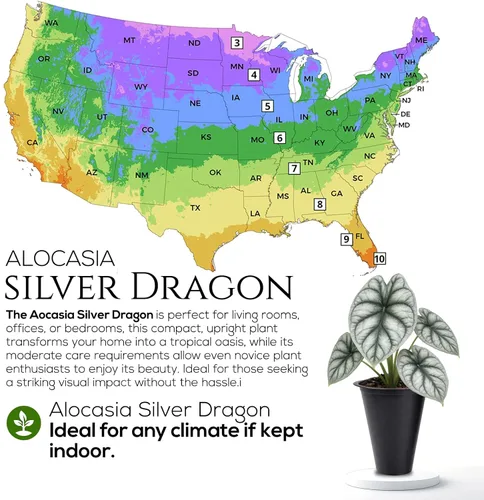 Vista 9 de Colección de Plantas Alocasia (paquete de 4) - Cuprea, Ratón Mickey, Dragón Plateado, Escala de Dragón - Raras Plantas de Interior, Plantas Exóticas