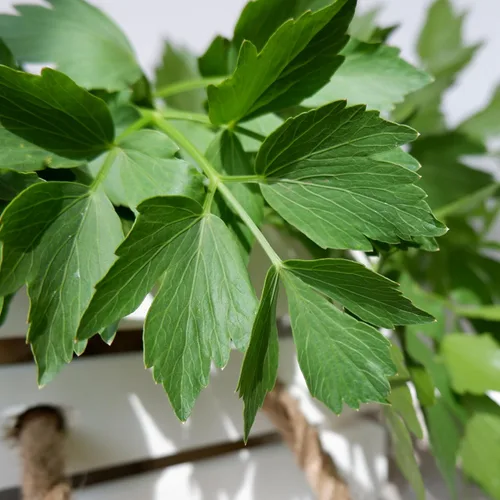 Vista 7 de Seed Needs Semillas de apio para plantar hierbas culinarias tradicionales sin OMG, 2 paquetes