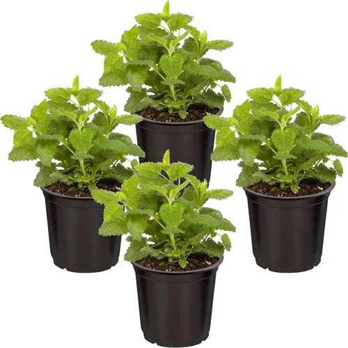 Vista 14 de Hierba aromática y comestible viva, lavanda (4 por paquete), potenciador natural del sueño, 6 pulgadas de alto por 4 pulgadas de ancho en 1 pinta