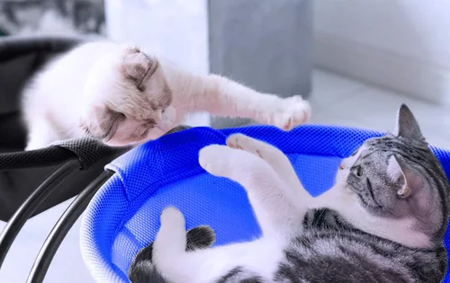 Vista 3 de MW Hamaca para gatos de pie independiente para gatos pequeños y grandes, lavable (azul)