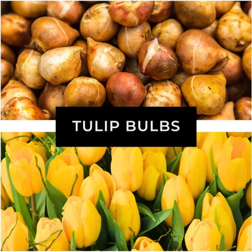Vista 4 de Bulbo de tulipán amarillo para plantar, se envía desde Iowa, EE. UU., Impresionante amarillo puro, vibrante y brillante (5 bombillas)