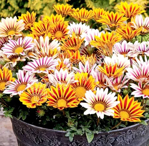 Vista 5 de 100 semillas de Gazania mezcla a rayas flores plantas de cobertura del suelo raras crecen fácilmente - PeavyTailor