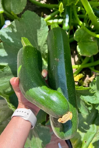 Vista 6 de Plant Good Seed Semillas de calabacín orgánicas Black Beauty, paquete de 20, semillas tradicionales para plantar verduras, suministros