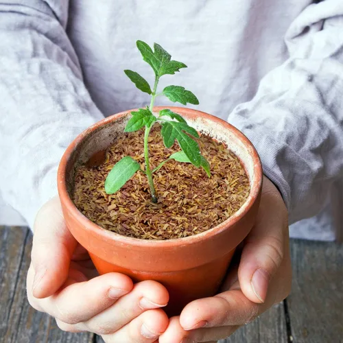 Vista 5 de Chips de cedro 100% natural Mantillo Ideal para plantas en macetas al aire libre o de interior Cama para perros Agradable aroma terroso 4