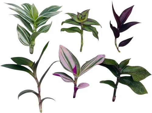 Vista 3 de Esquejes de plantas sin raíz de USKC (3 piezas Tradescantia Flumenisis 'Lavender' sin raíces)