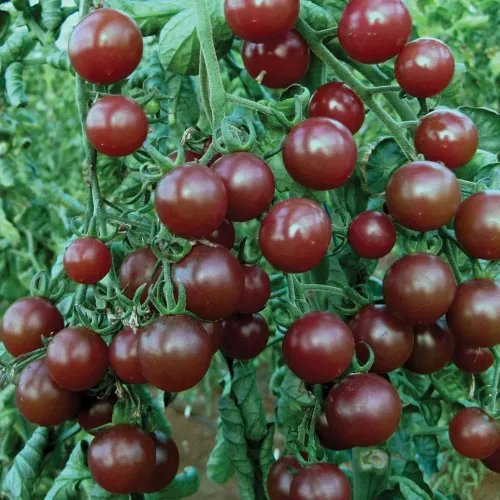 Vista 6 de 50+ Semillas de Tomate Cherry - Negro Vegetal