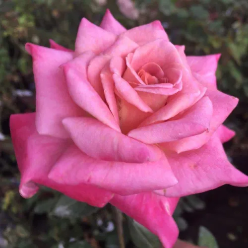 Vista 6 de Heirloom Roses Planta de rosas - Acapella® Rosa Rosa Bush, Té híbrido Planta viva para plantar al aire libre