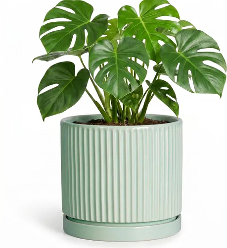 Vista 45 de 8 Inch Flower Pot, Ceramic Planters, Round Plant Pot, Beige
