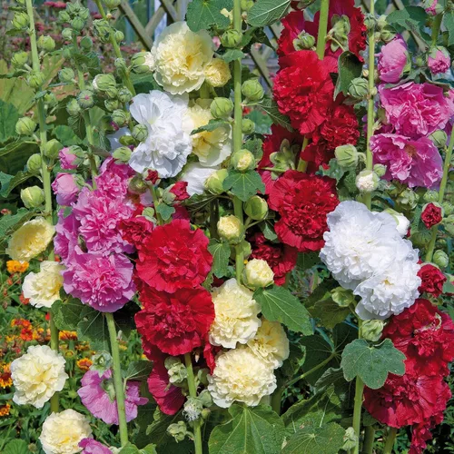 Vista 5 de 50+ Semillas Hollyhock Double - Mezcla de flores
