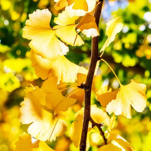 Vista 4 de Juego de 2 plantas de ginkgo vivas con raíces desnudas, 6 a 12 pulgadas de alto, árboles de ginkgo biloba para jardín, patio o decoración