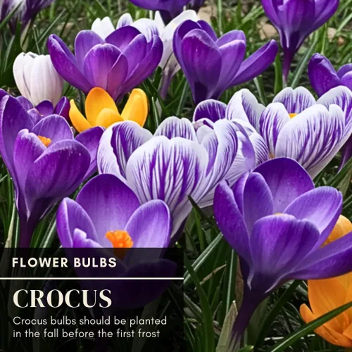 Vista 5 de Blue Moon - Bombillas de azafrán para plantar (20 bombillas), flores vibrantes de color morado y azul, flores perennes fáciles de cultivar
