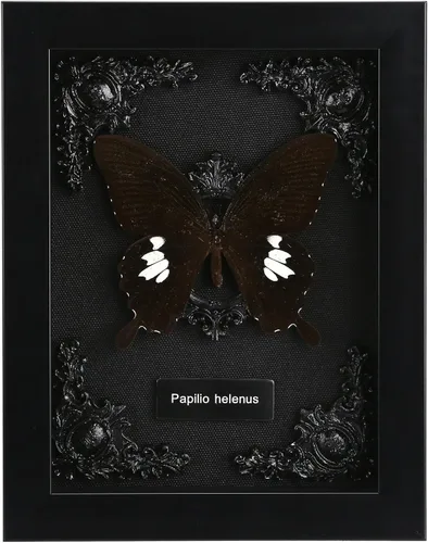 Vista 17 de Taxidermia de mariposas enmarcadas - Caja de sombra con mariposas, mariposas reales enmarcadas en una caja para estética de decoración del hogar