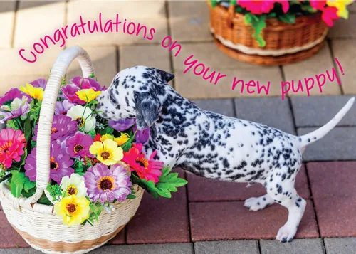 Vista 12 de Glory To Dog Desata el paquete de 3 tarjetas de felicitación Felicitaciones por tu nuevo cachorro: ¡Desata la diversión!/Desata el amor!/Libera