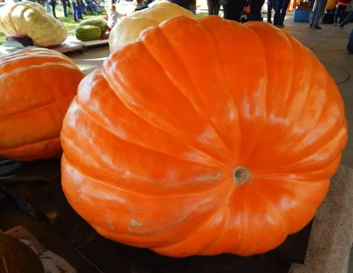Vista 2 de Giant Pumpkin Titan 10 semillas para plantar calabaza grande de gran tamaño sin OMG