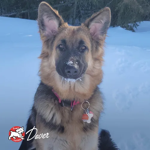 Vista 8 de Alimento seco para perros Fromm Four-Star Nutritionals, receta de Frittata de res y vegetales - Comida seca premium para perros - Receta de res - 4