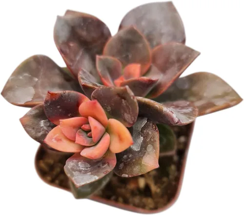 Vista 8 de Plantas suculentas vivas de USKC (Crassula de 2.5 pulgadas 'Spring time')
