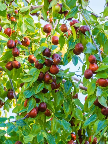 Vista 2 de 20 Semillas de árboles frutales rojos de Tsao chino común azufaifo Ziziphus Spinosa